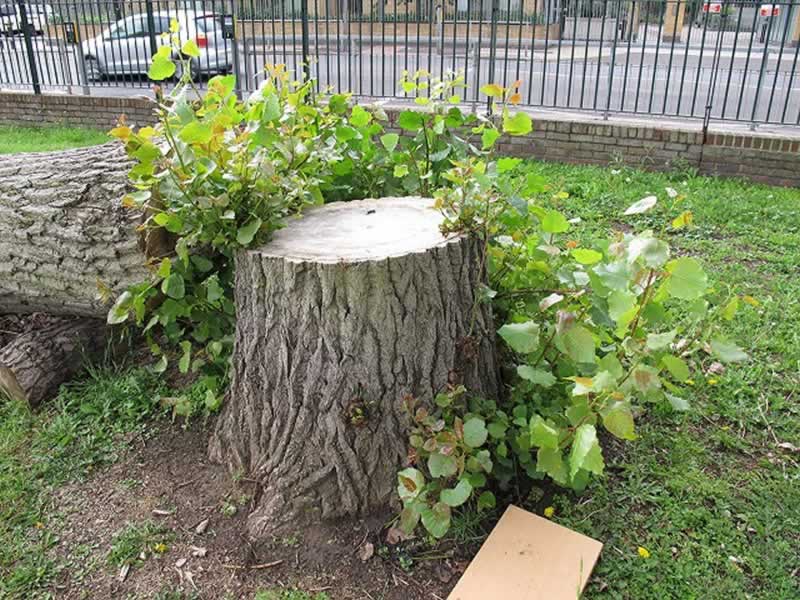 Stump grinding: Tree Regrowth